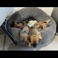 Belgian Shepherd Dog Malinois