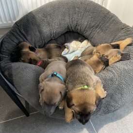 Belgian Shepherd Dog Malinois