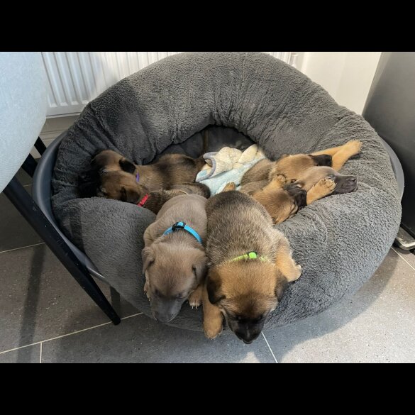 Belgian Shepherd Dog Malinois