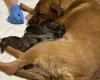 Belgian Shepherd Dog Malinois