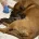 Belgian Shepherd Dog Malinois