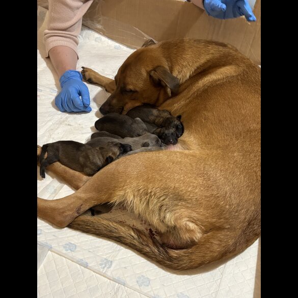 Belgian Shepherd Dog Malinois