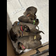 Belgian Shepherd Dog Malinois