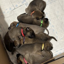 Belgian Shepherd Dog Malinois