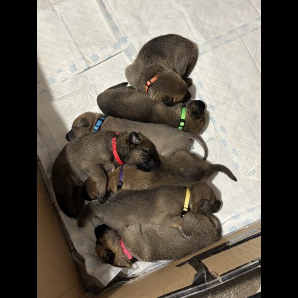 Belgian Shepherd Dog Malinois