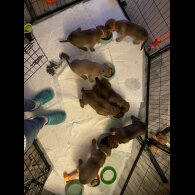 Belgian Shepherd Dog Malinois