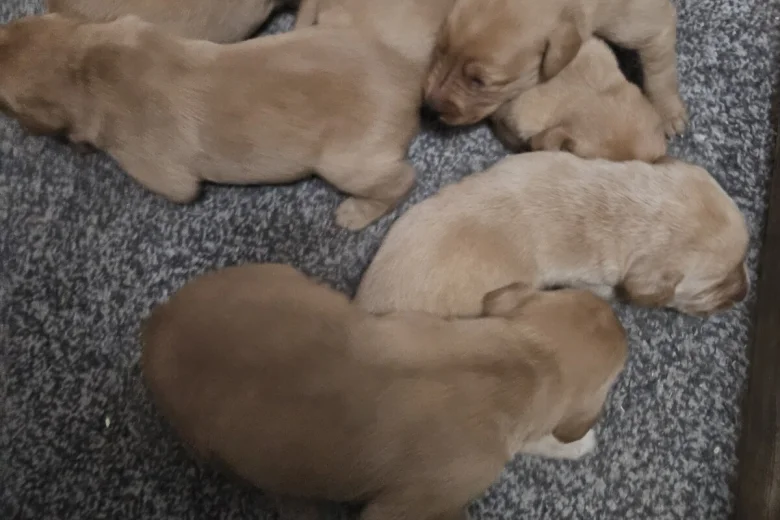 Labrador Retriever
