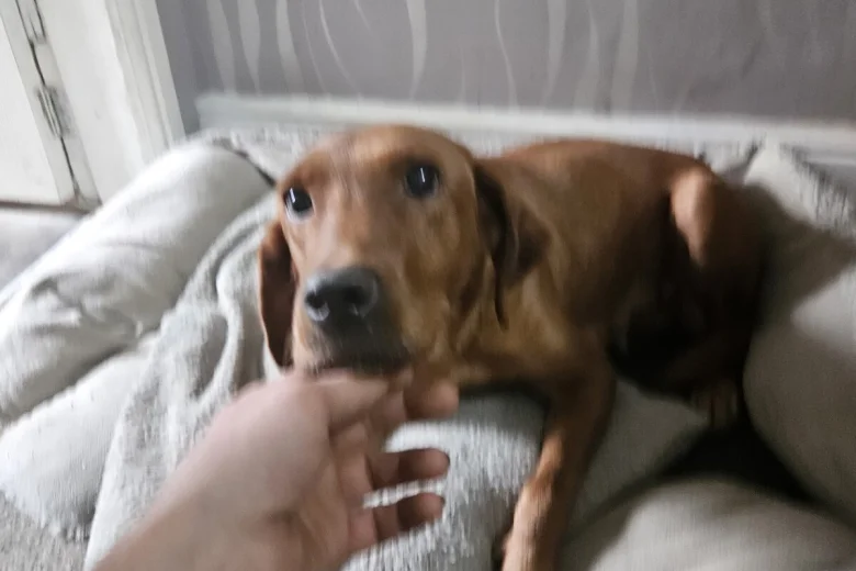 Labrador Retriever