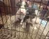 Wire Fox Terrier