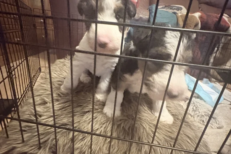 Wire Fox Terrier