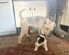 Wire Fox Terrier