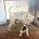 Wire Fox Terrier