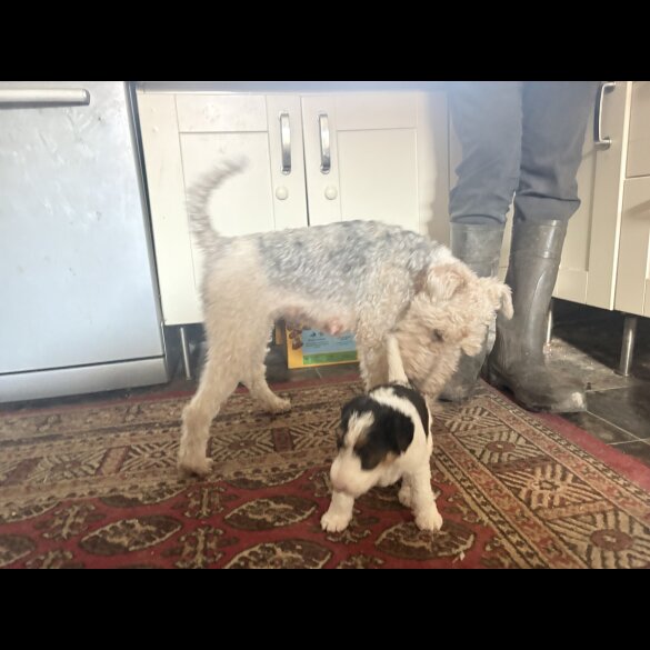 Wire Fox Terrier