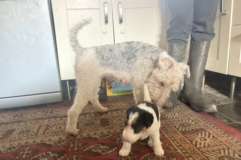 Wire Fox Terrier