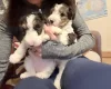Wire Fox Terrier