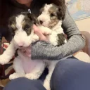 Wire Fox Terrier
