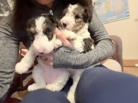 Wire Fox Terrier