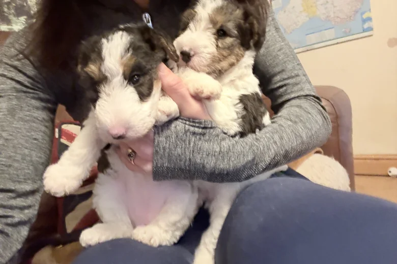Wire Fox Terrier