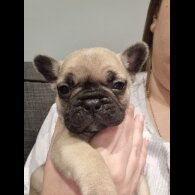 French Bulldog