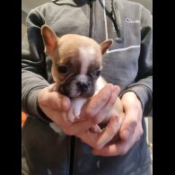 French Bulldog
