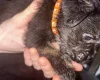 Mixed Breed