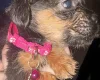 Mixed Breed