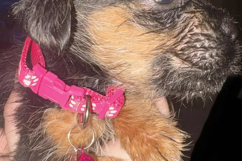 Mixed Breed