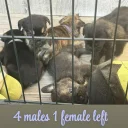 Mixed Breed