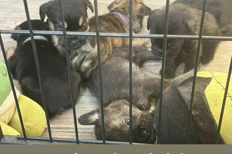Mixed Breed