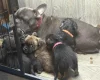 Mixed Breed