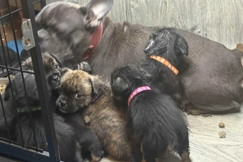 Mixed Breed