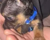 Mixed Breed