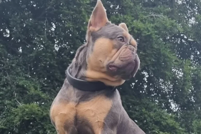 French Bulldog