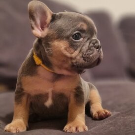 French Bulldog