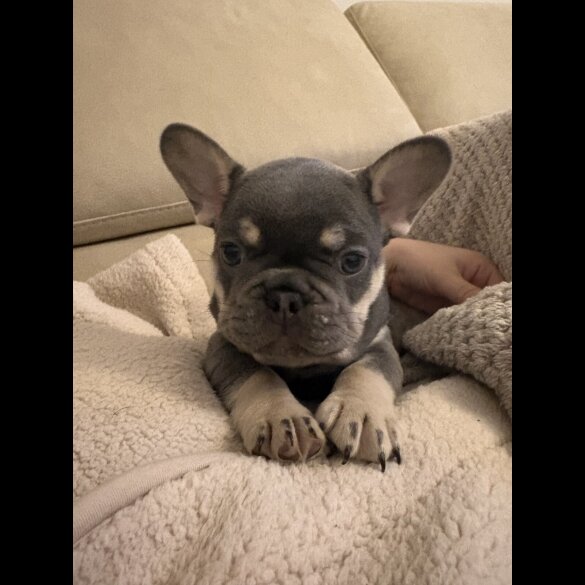 French Bulldog