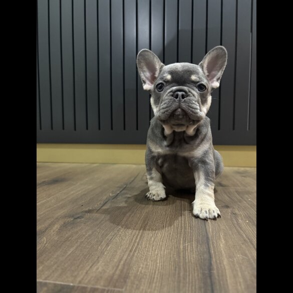 French Bulldog