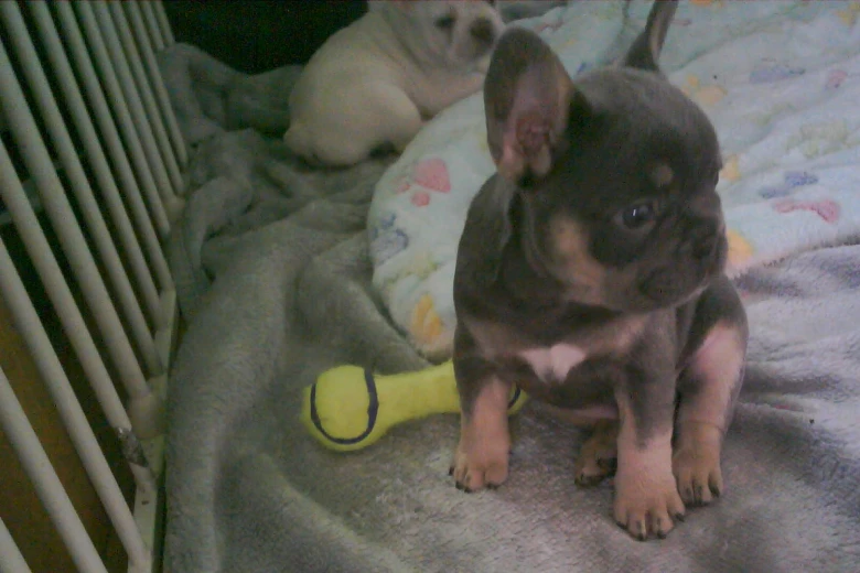 French Bulldog