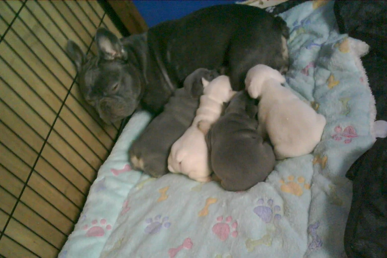 French Bulldog