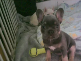 French Bulldog