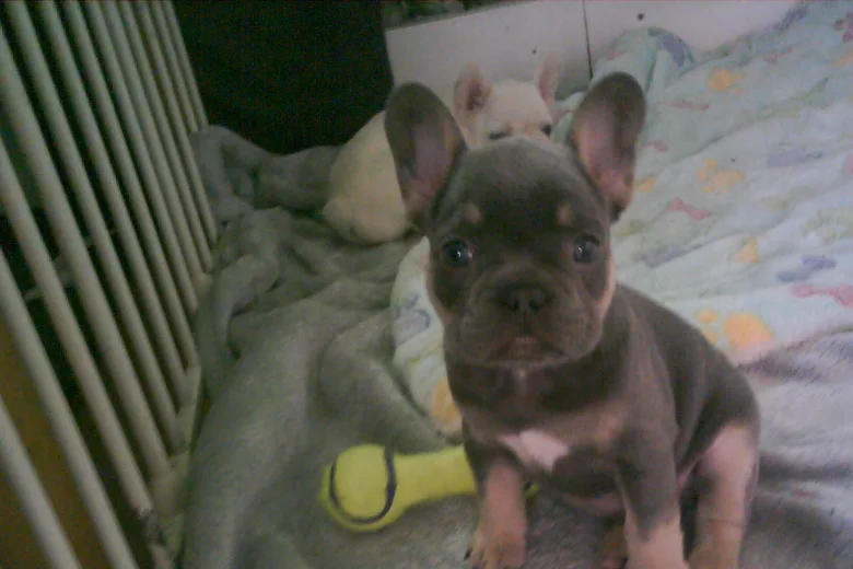 French Bulldog