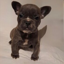 French Bulldog