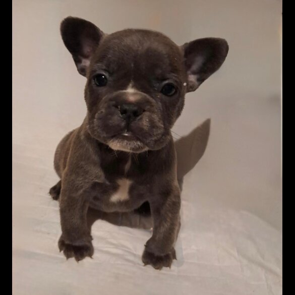 French Bulldog