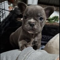 French Bulldog