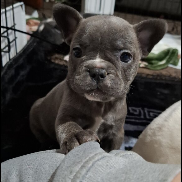French Bulldog