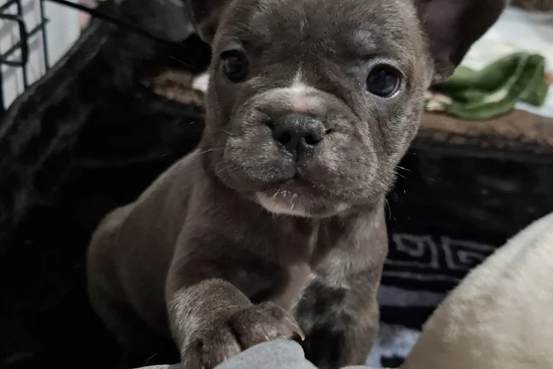 French Bulldog