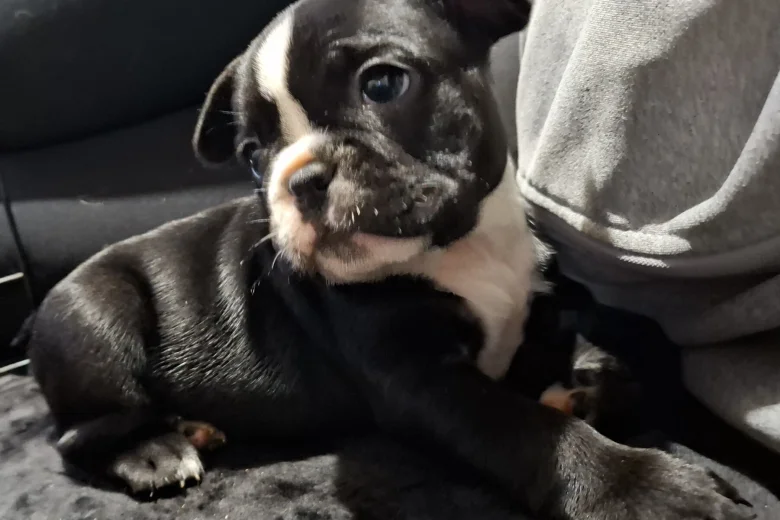French Bulldog