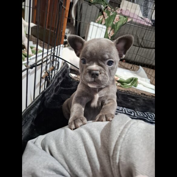 French Bulldog