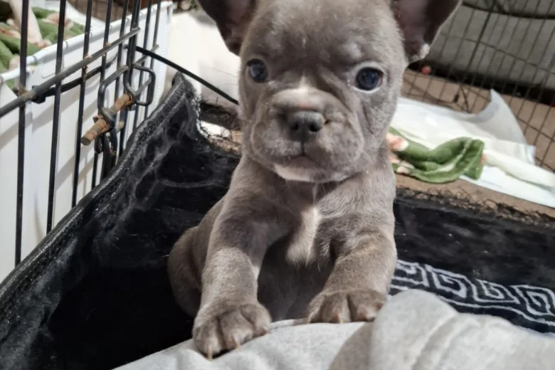 French Bulldog