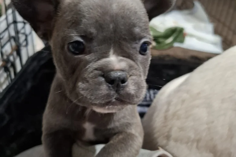 French Bulldog