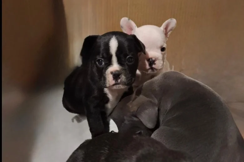 French Bulldog